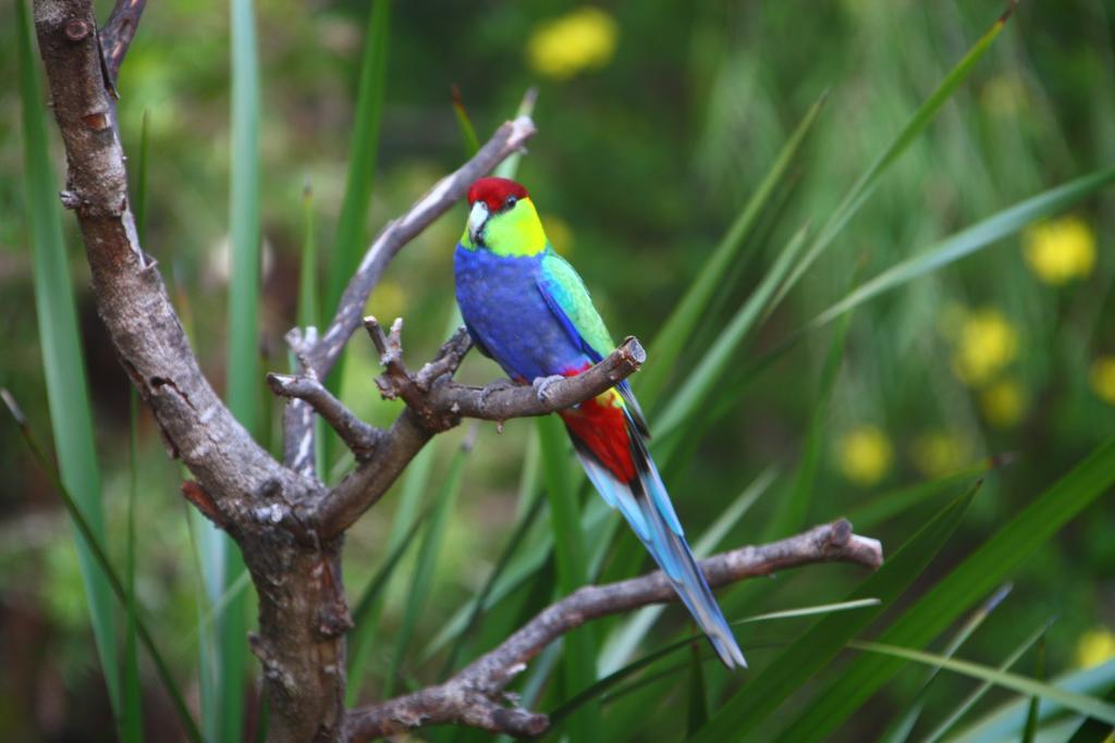 Little Shangri-la Bed & Breakfast Busselton