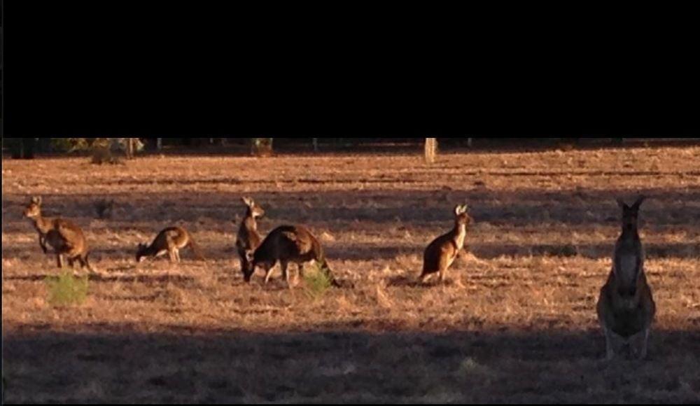 Busselton Guest House 4*